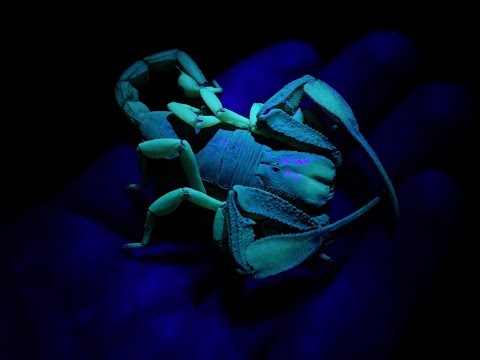 Catching Giant Glow in the Dark Scorpions | Herping South Africa 2016