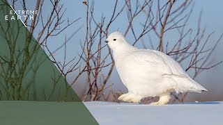 Survival Secrets of the Willow Grouse in the Arctic (Animal Documentary)