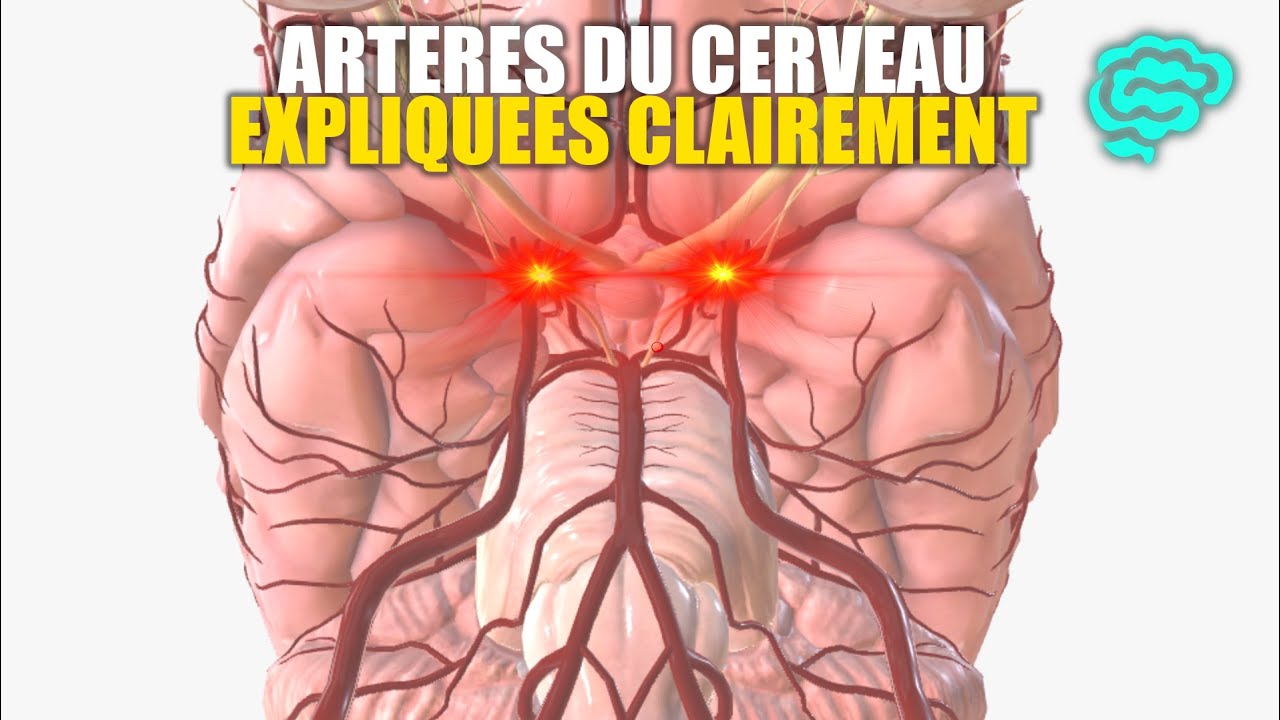 🔴 Neuroanatomie: Artères du Cerveau Expliquées Très Clairement par Dr Astuce