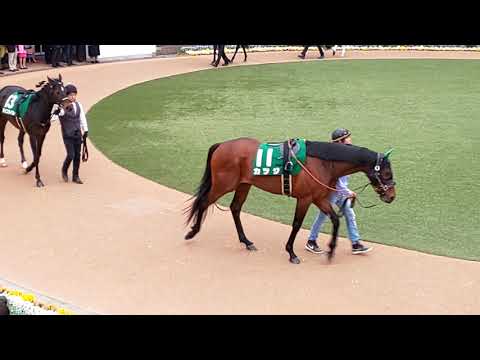 The 16 contenders for the GIII 2019 Lord Derby Challenge Trophy in the parade ring