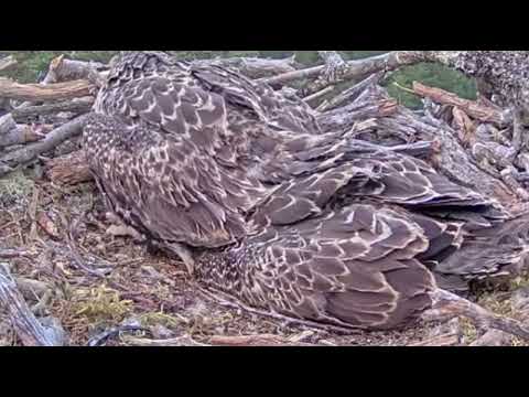 Meet LW5 and LW6: the Loch Arkaig Osprey chicks have been ringed! 12 July 2022