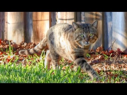 Secret Life of a Feral Cat Documentary