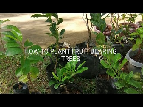 image-What is a fruit bearing tree called?