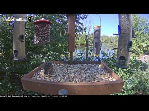European Starling Drops In On Cornell Lab FeederWatch Cam – Oct. 2, 2017
