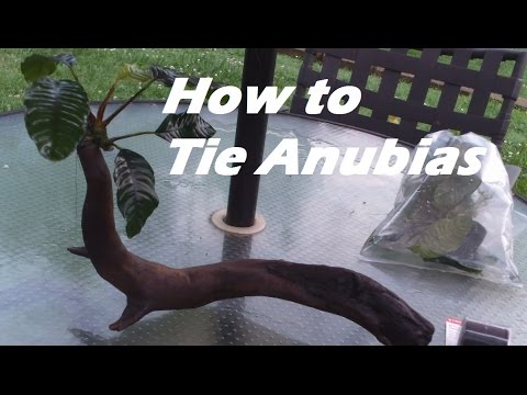 How to Tie Anubias to Driftwood