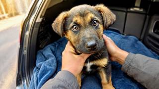 She Cried For Help After Someone Abandoned Her on the Highway, until This Happened