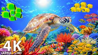 Download lagu The Ocean 4K - Coral Reefs & Colorful Sea Life - Relaxing Music for Focus & Sleep #19 mp3
