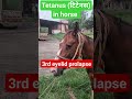 Tetanus In Horse 3rd Eyelid Prolapse Hyperesthesia Stiff Body