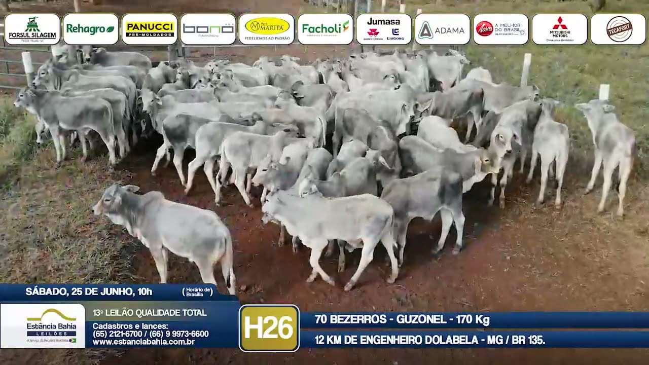 Vídeo LOTE H26 - 13º Leilão Qualidade Total 2022