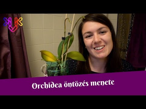 , title : 'Orchidea öntözése | Orchidea locsolás menete és tippek'