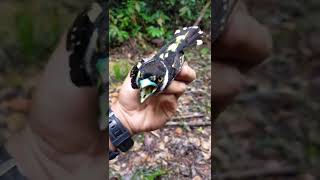 Download lagu burung sempur hujan mp3 Download lagu burung sempur hujan mp3