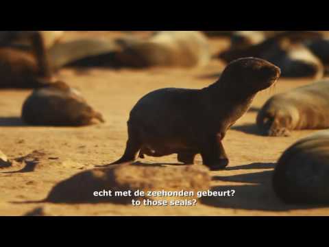 Morgen start in Namibië de geheime slachting van      Bont voor Dieren