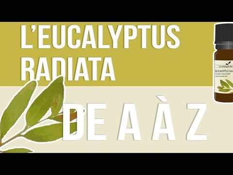 Huile essentielle Eucalyptus Radiata Bio* - HEEUCRADB05