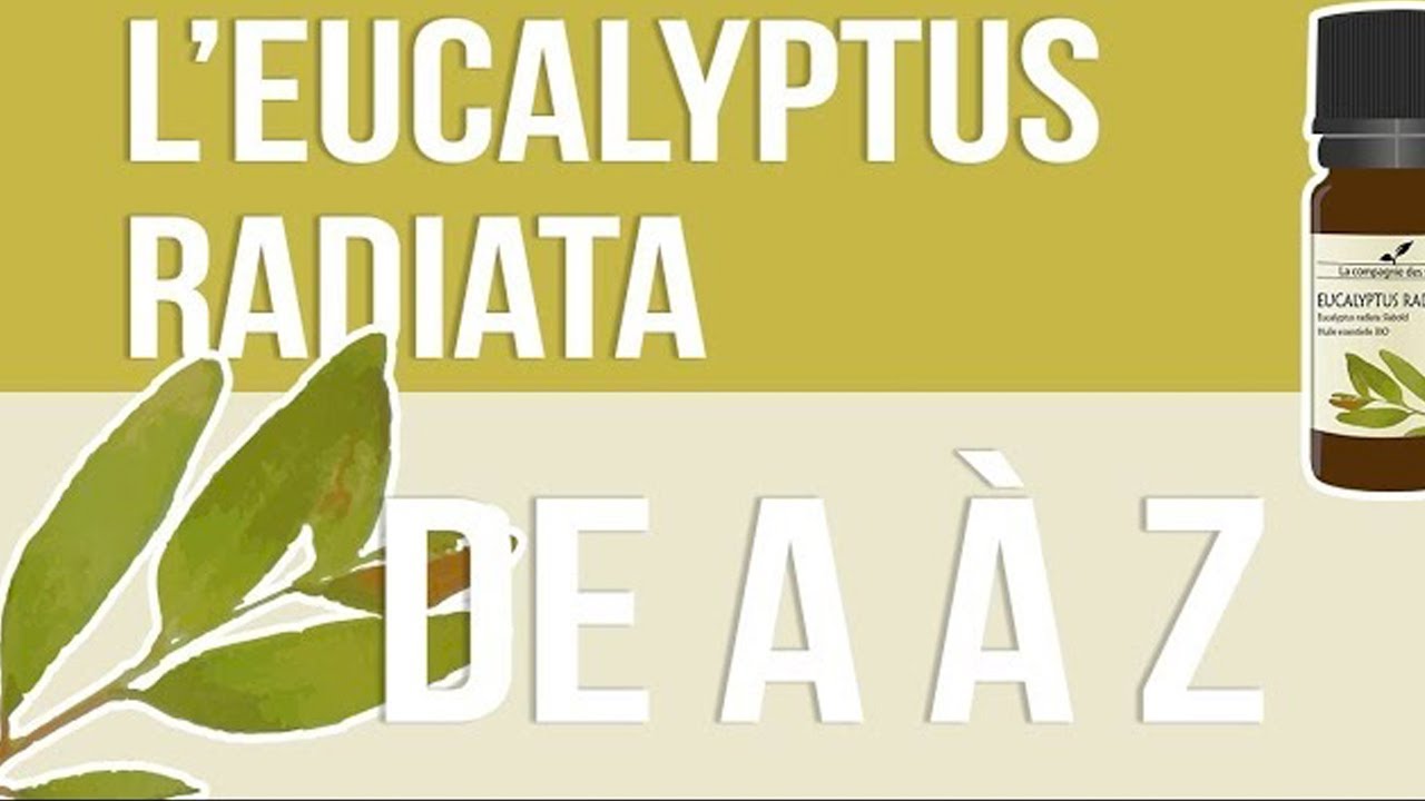 Eucalyptus radié : caractéristiques, bienfaits, vertus et