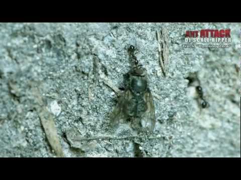 [Hardtechno] Ant Attack (Album) - Dj Scale Ripper // Macro viedo