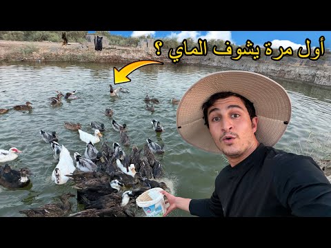 أخذت البط إلى البحيرة لأول مرة.. رد فعلهم عجيب! 🦆😧