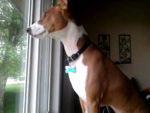 image-Why are Basenjis bad?