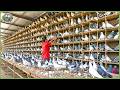 Inside China’s Massive Animal Farming – How Farmers Make Billions Each Year DEFAULT Thumbnail