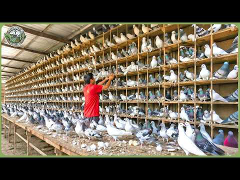 Inside China’s Massive Animal Farming – How Farmers Make Billions Each Year
