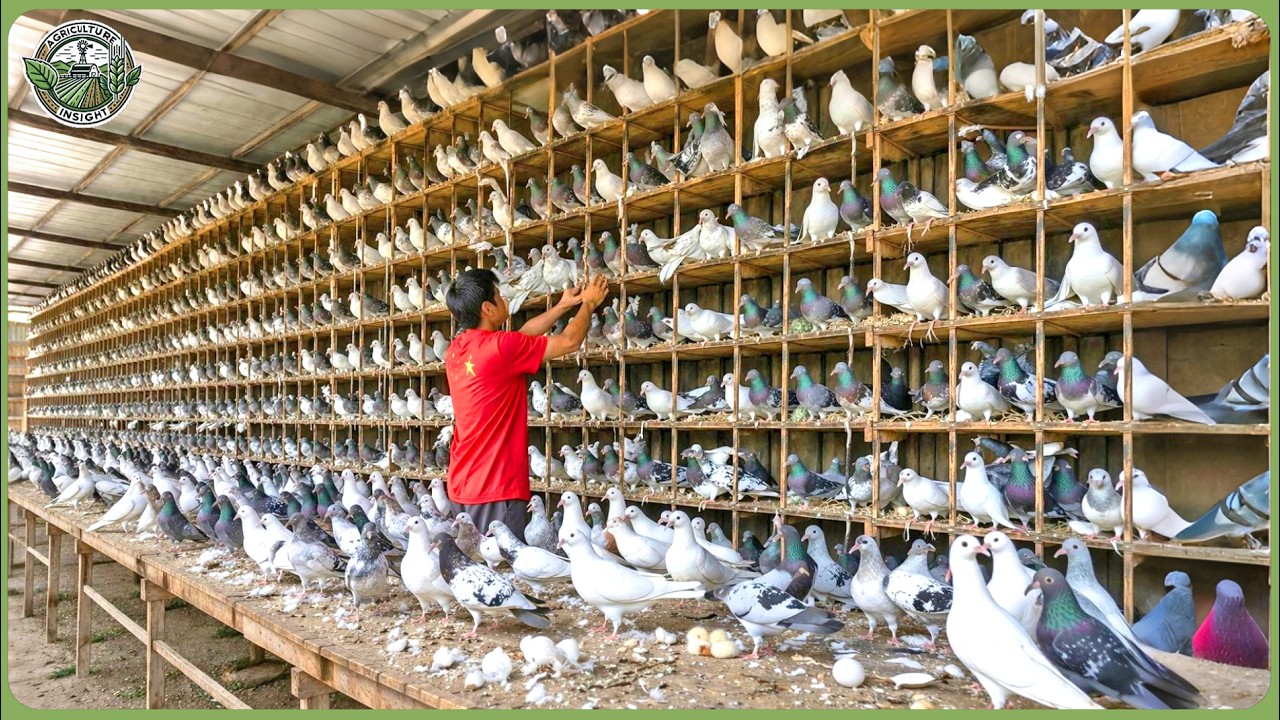 Inside China’s Massive Animal Farming – How Farmers Make Billions Each Year