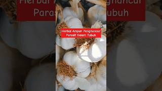 Download lagu Powerful herbs to eradicate parasites in the body 🪱#Parasites #herbal #herbalampuh #health #healt... mp3 Download lagu Powerful herbs to eradicate parasites in the body 🪱#Parasites #herbal #herbalampuh #health #healt... mp3