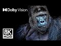 ULTIMATE ANIMAL KINGDOM DOLBY VISION 8K ULTRA HD 2 Hours