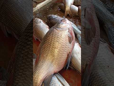 Baw Nga. #fish @Cacharningol