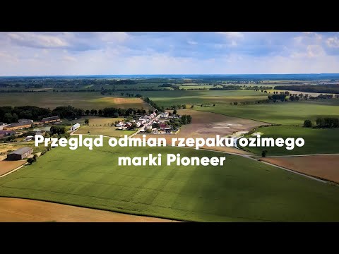 Przegląd odmian rzepaku ozimego marki Pioneer od Corteva Agriscience
