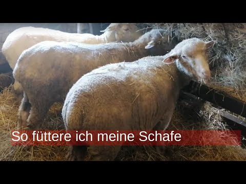 , title : 'So füttere ich meine Schafe'