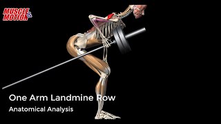 One Arm Landmine Row | Watch all active muscles