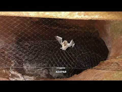 PECUÁRIA: Caso de raiva bovina confirmada em Honório Serpa preocupa técnicos do setor