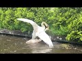 Insane Swan Fight