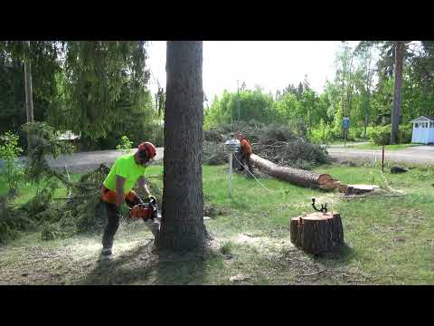 Muutaman pikkupuun kaato