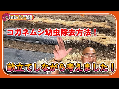 家庭菜園でコガネムシの幼虫を駆除するにはどうすればよいですか?識別および制御ソリューション  庭園