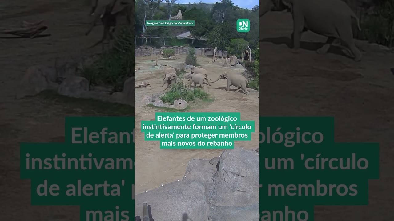 Imagem da notícia Elefantes são flagrados formando 'círculo de alerta' durante terremoto nos EUA; veja vídeo