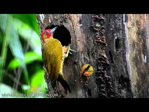 Aves de Costa Rica 2015
