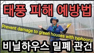 비닐하우스 태풍피해 예방은? Prevent damage to green houses with typhoons…
