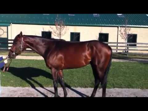 Kentucky Derby winner Super Saver