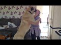 Kangal Greets His Owner