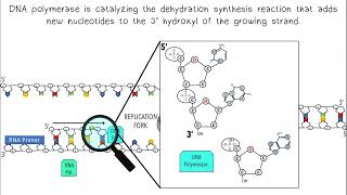DNA Replication AP Biology
