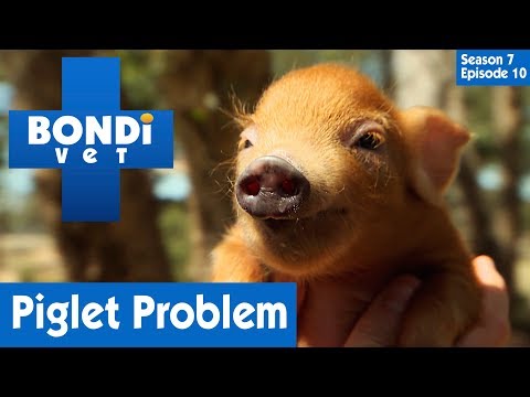 Piglet Born With One Trotter 🐷 | Bondi Vet Season 7 Ep 9 | Bondi Vet Full Episodes