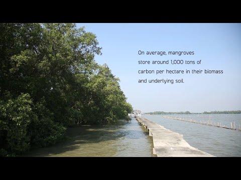 สถานีพัฒนาทรัพยากรป่าชายเลนที่ 6 บางขุนไทร