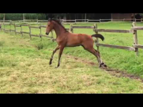 Stf Bordeaux x Dimaggio x Rohdiamant *5/16