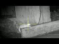 Feral Cat Shoot With NV008 LRF