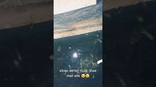 Download lagu #game # larpa ikan mas media pemijahan kolam plastik mp3 Download lagu #game # larpa ikan mas media pemijahan kolam plastik mp3