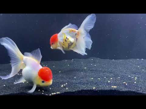 Goldfish AGGRESSIVELY chasing Each Other
