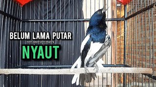 Download lagu SUARA BURUNG kacer gacor NGEPLONG tarung ini paling ampuh buat PANCINGAN KACER agar NYAUT mp3