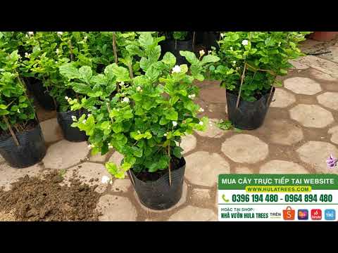 Bán cây hoa nhài ta hoa nhài đơn ship toàn quốc