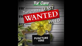 What is Puncture Vine? | Weeds You DON’T Want in Your Lawn | Weed Identification