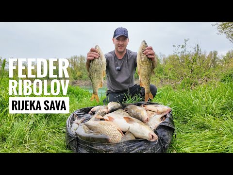 FEEDEROM NA RIJECI SAVI pecanje plotice i mrene feeder tehnikom Amir Taletovic